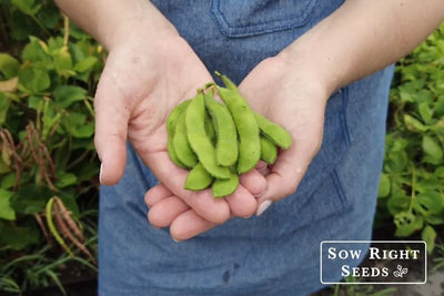 Your First Time Growing Edamame? These Tips Guarantee Tasty Success