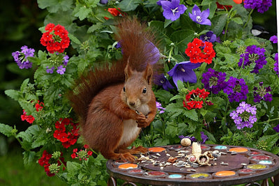Are Squirrels Stealing Your Garden? Here's How to Keep Them Out!