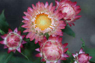 How to Grow Strawflowers from Seed for Dried and Fresh Flowers
