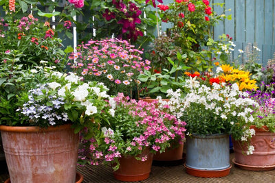 Keep Your Summer Container Garden Alive and Thriving