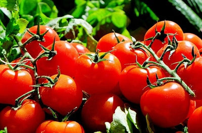 Feed Your Tomatoes! A Complete Guide to Fertilizing Tomatoes