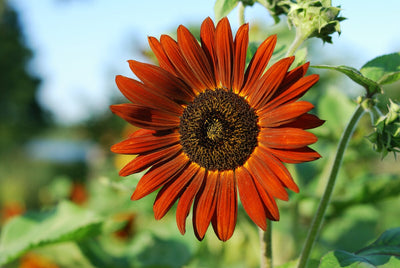 How to Plant Sunflower Seeds in an Amazing Variety of Colors and Sizes