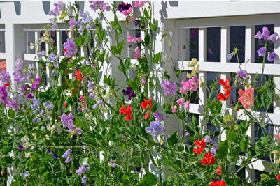 How to Grow Sweet Peas - The Ultimate Cool Weather Flower