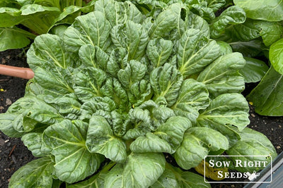 How to Grow Tatsoi from Seed: An Easy Green With a Crisp Flavor