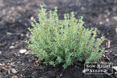 How to Grow Thyme: 4 Reasons Your Garden Needs This Essential Herb