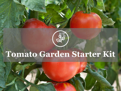 Your Own Fresh Tomato Garden - Heirloom Tomato Garden Kit