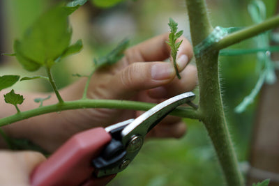 5 Benefits that Will Change Your Mind About Pruning Tomatoes