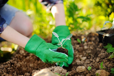 Know When to Transplant Seedlings: Signs to Check. Steps to Take.