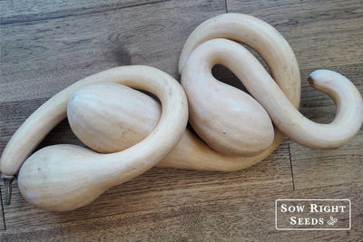 Helpful Growing Tips: Tromboncino Squash from Seed to Harvest