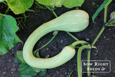 Helpful Growing Tips: Tromboncino Squash from Seed to Harvest