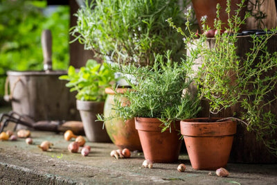 10 Types of Pots: How to Choose the Best Containers for Gardening