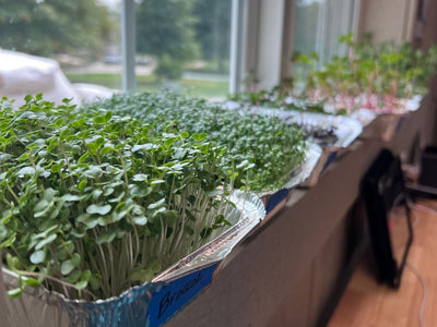 Why You Should Be Growing Microgreens and 3 Easy Steps to Start