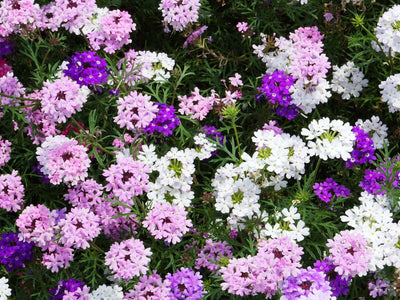 How to Grow Vibrant Verbena Flowers That Beat the Summer Heat