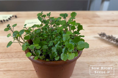 How to Plant Watercress from Seed for Indoor and Outdoor Growing