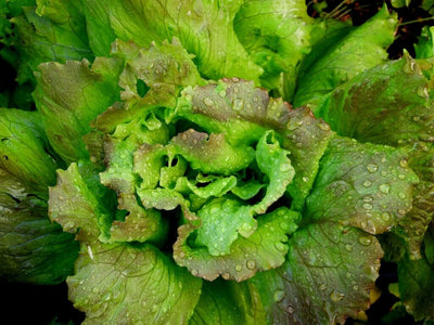 Grow More Leafy Greens: Indoor + Outdoor + Hydroponic Growing Strategies