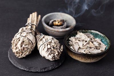 How to Grow White Sage From Seed for Smudging and Medicinal Purposes