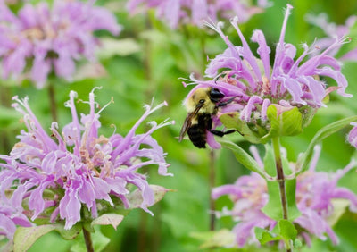 Wild Bergamot: A Highly Useful and Beautiful American Wildflower
