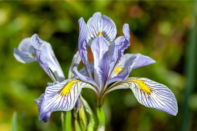 No Need to Tame This WildFlower! How to Grow Wild Blue Iris from Seed