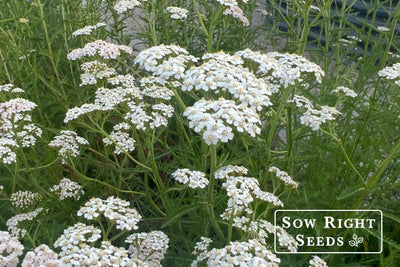 10 Best Low-Maintenance Perennial Flowers for Stress-Free Gardens