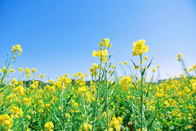 The Surprising Benefits of Planting Yellow Mustard as a Cover Crop