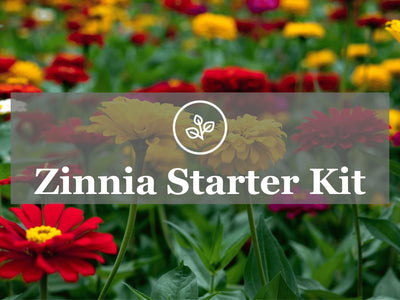 Zinnia Starter Kit Guide: Simple instructions to start growing zinnias