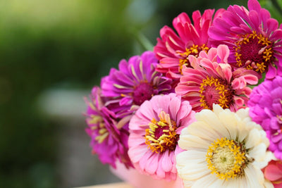 How to Grow Zinnias - The secrets to keeping vibrant blooms all summer