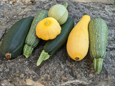 How to Grow Zucchini and Summer Squash That You Actually Want to Eat!