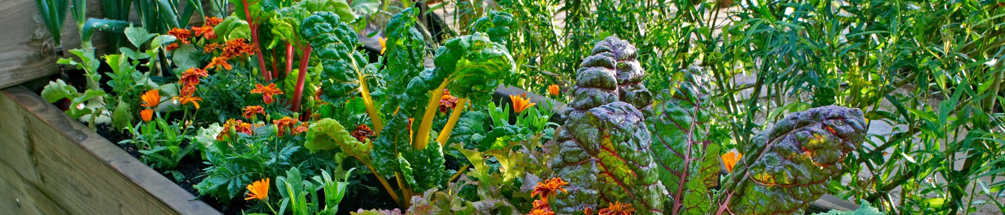 Grow vegetables herbs and flowers and shop Sow Right Seeds sale