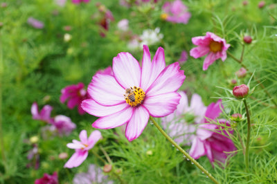 bumblebee sitting on cosmos flower bloom