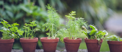 Fresh herbs to grow at home