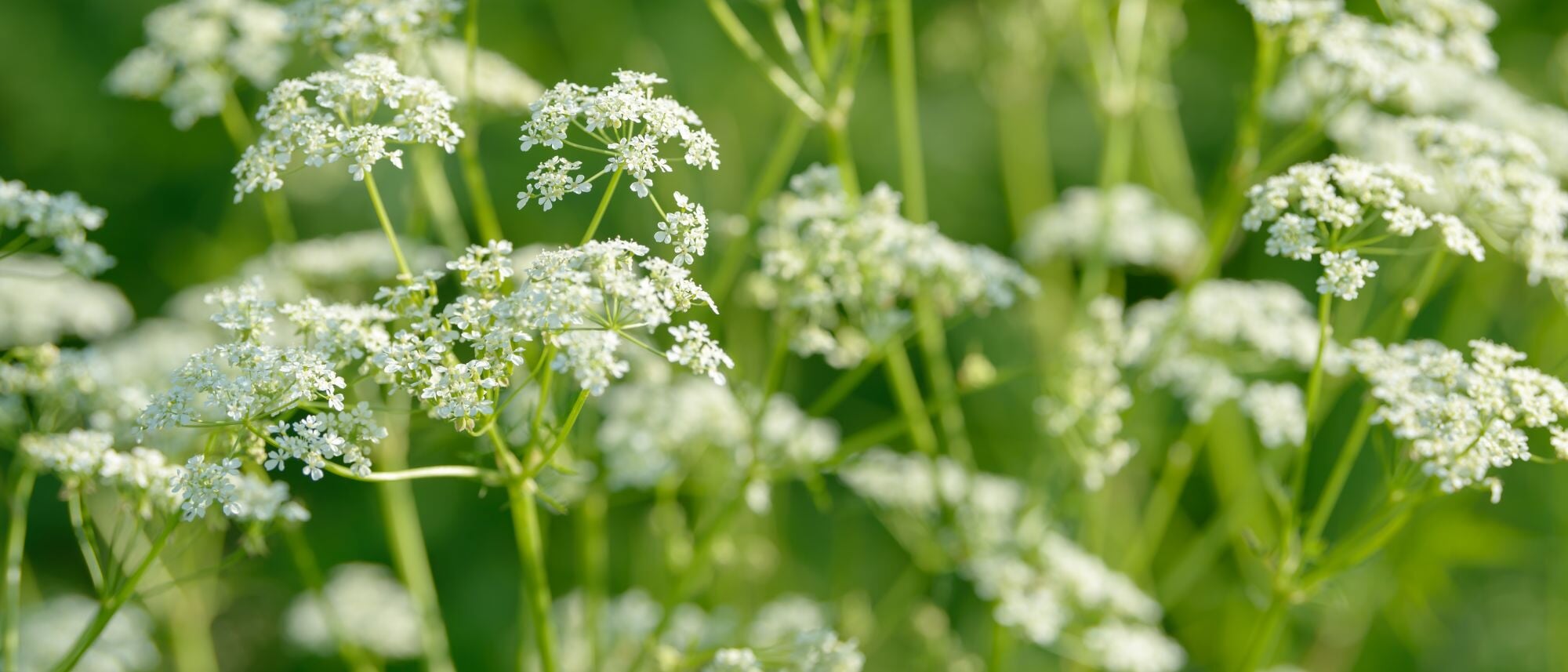 Grow lovely white aniseed in your herb garden