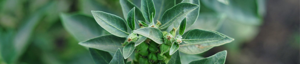 Ashwagandha