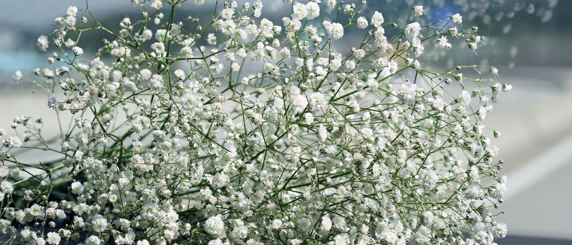 small white flowers of annual baby's breath flower seeds gathered in a bunch