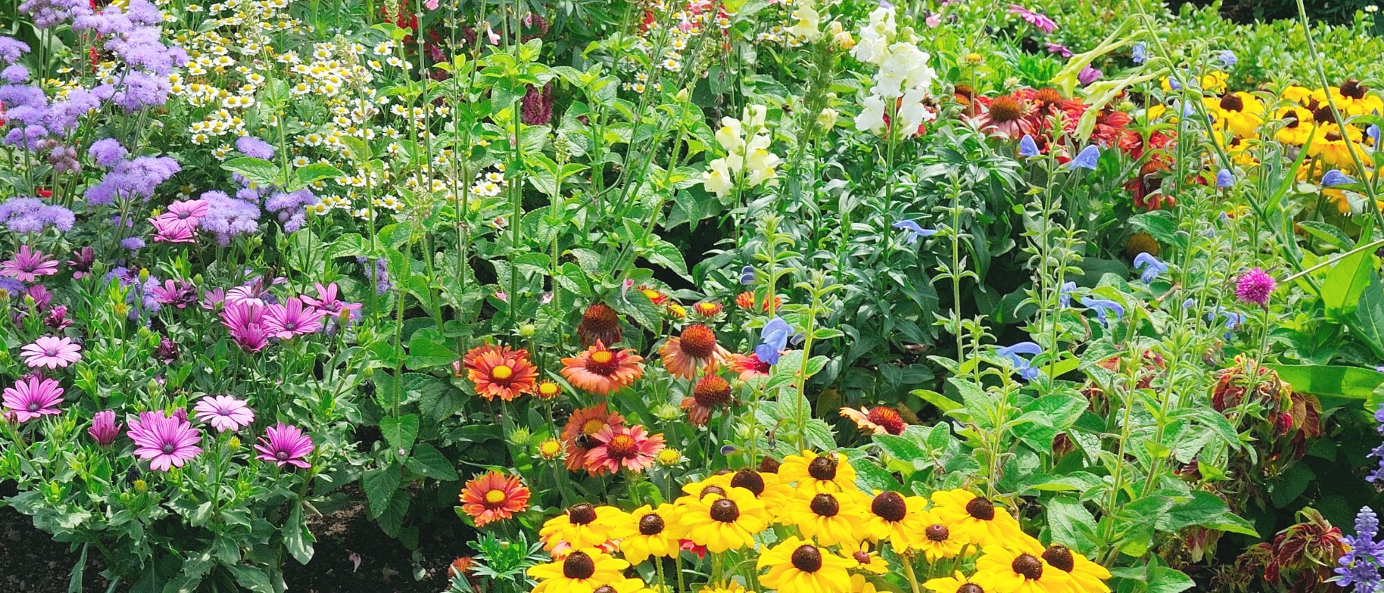 bright yellow perennial flowers