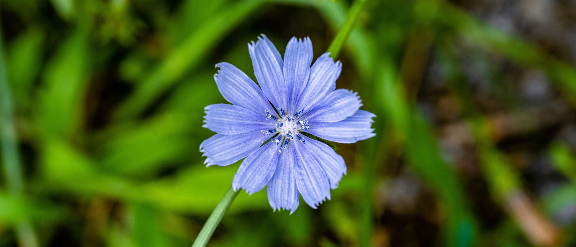 Grow your own coffee substitute in your garden with chicory seeds