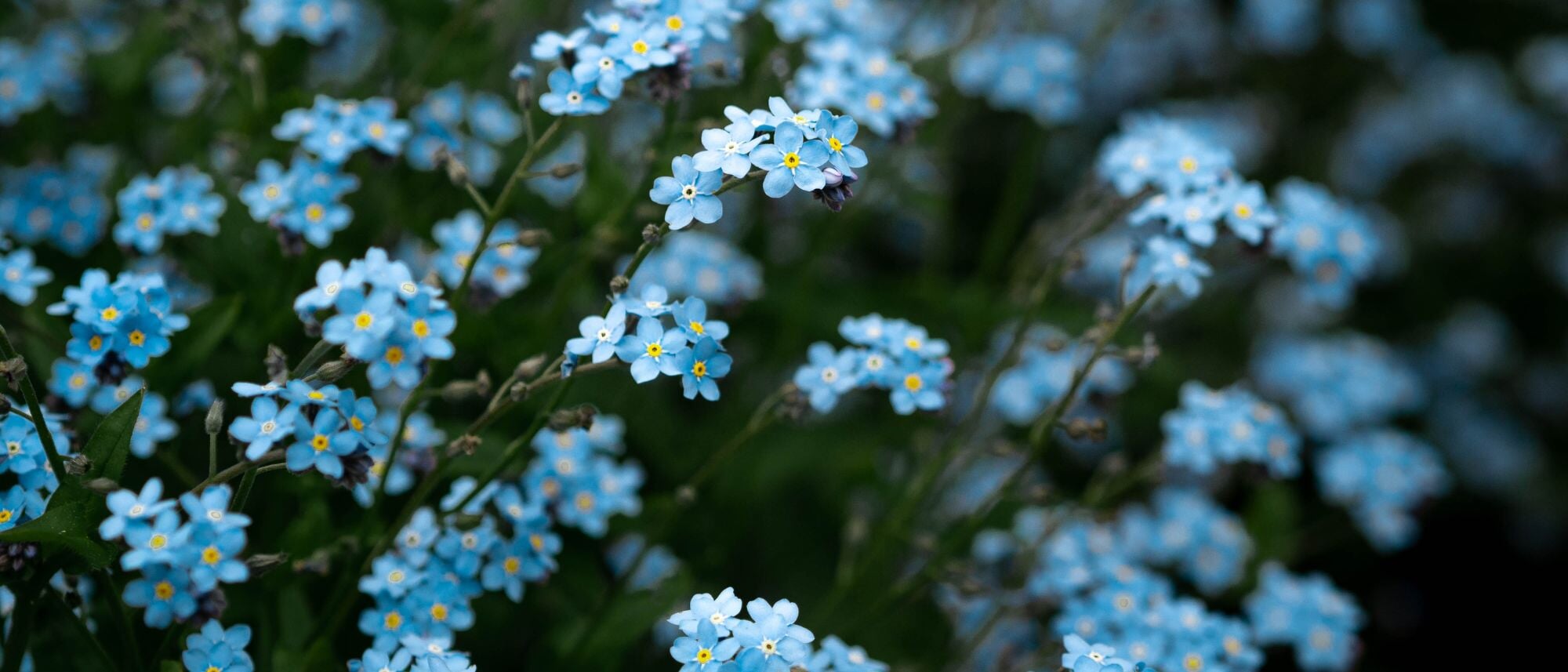 Small blue forget me not flowers to grow in the garden