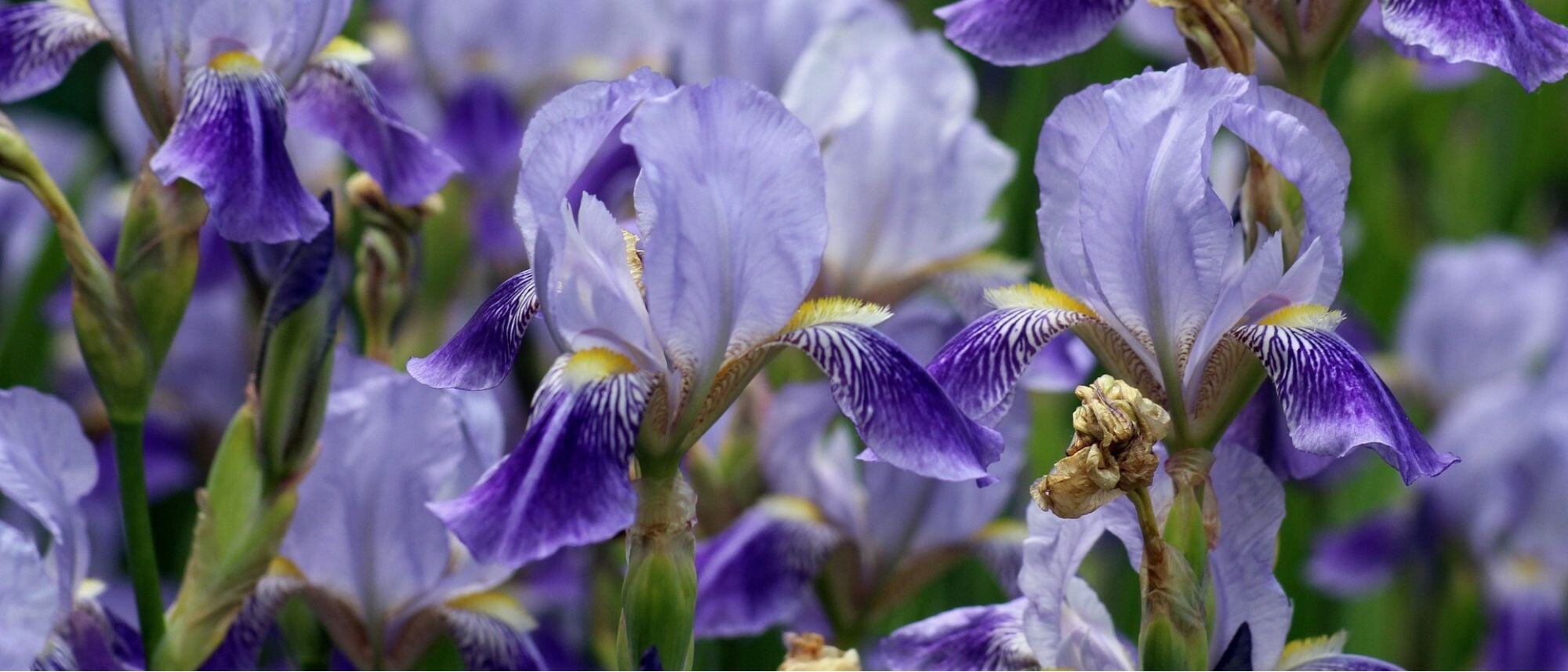Vibrant blue iris flowers home gardening