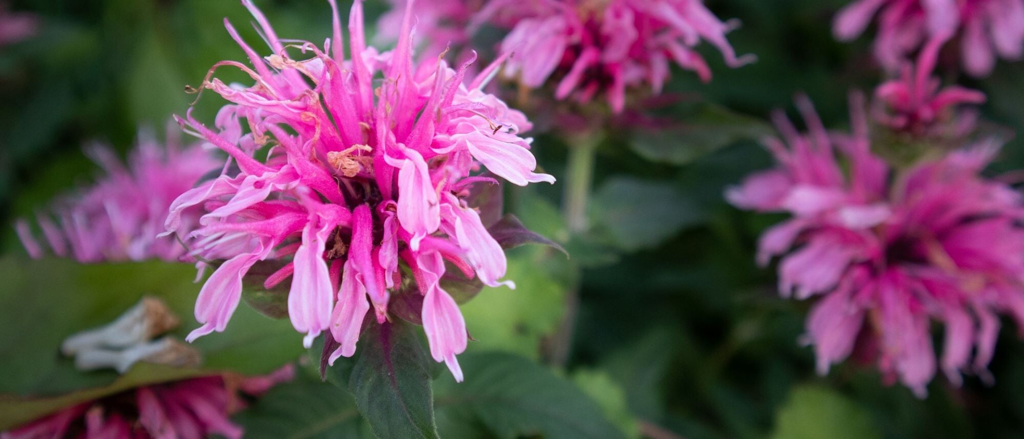 Bergamot flower to grow in your garden for pollinators
