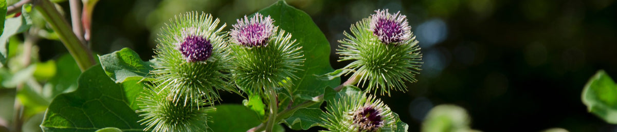 Burdock