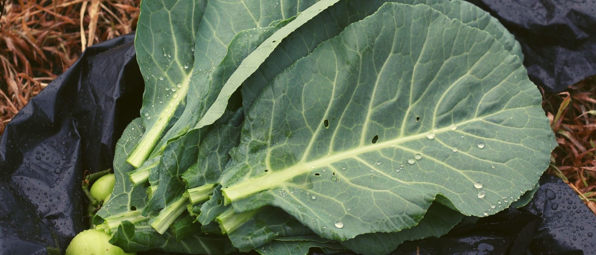Collard greens nutritious leafy greens to grow in your garden