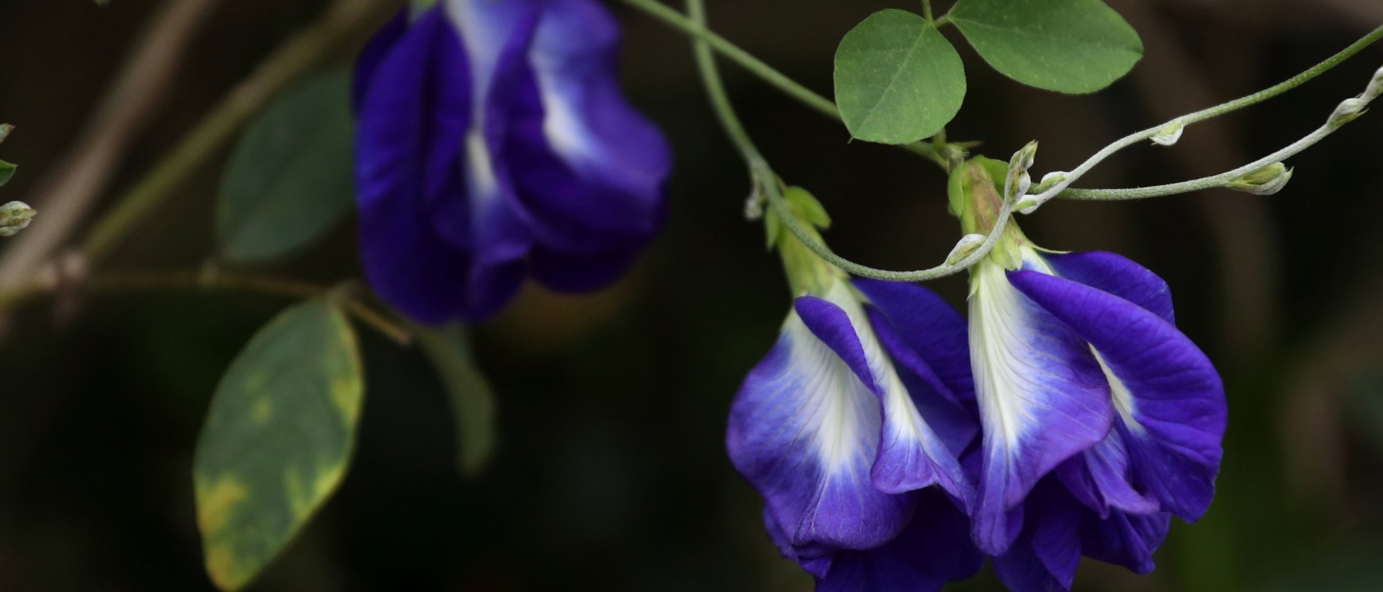 Butterfly Pea