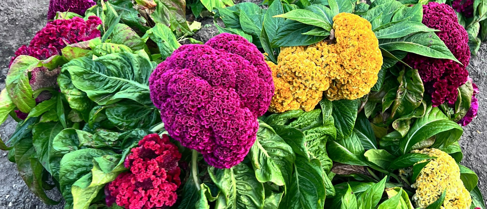 Celosia