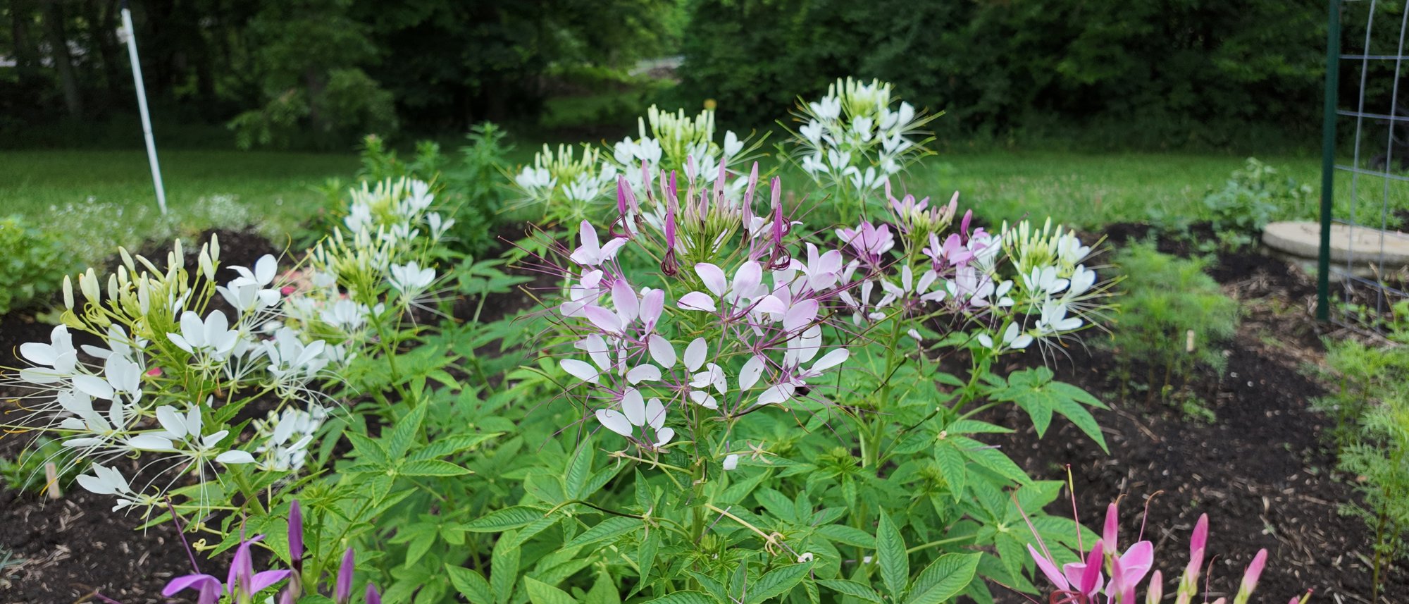 cleome spider flower growing in garden
