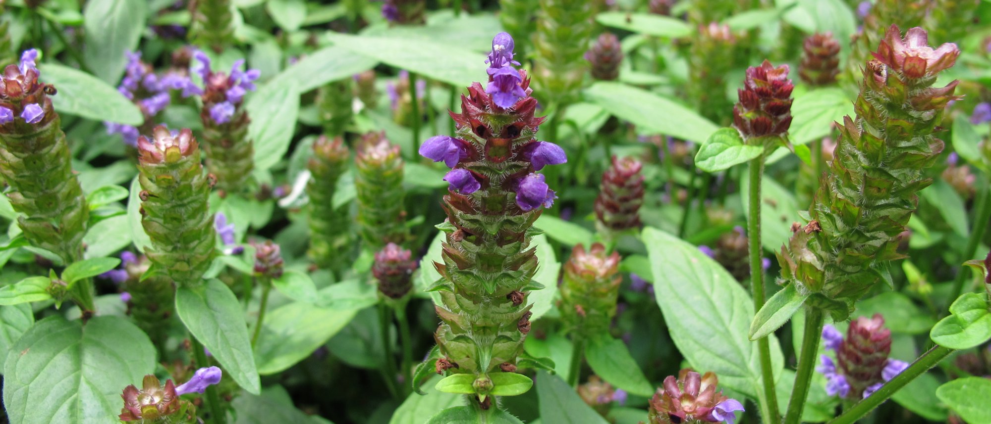 heal-all herb growing in garden