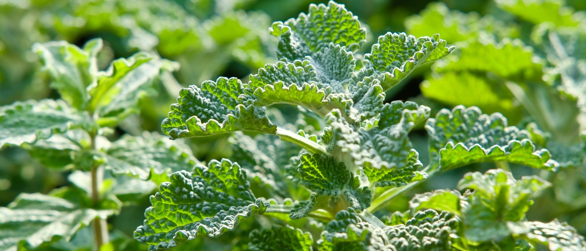 horehound herb growing in garden
