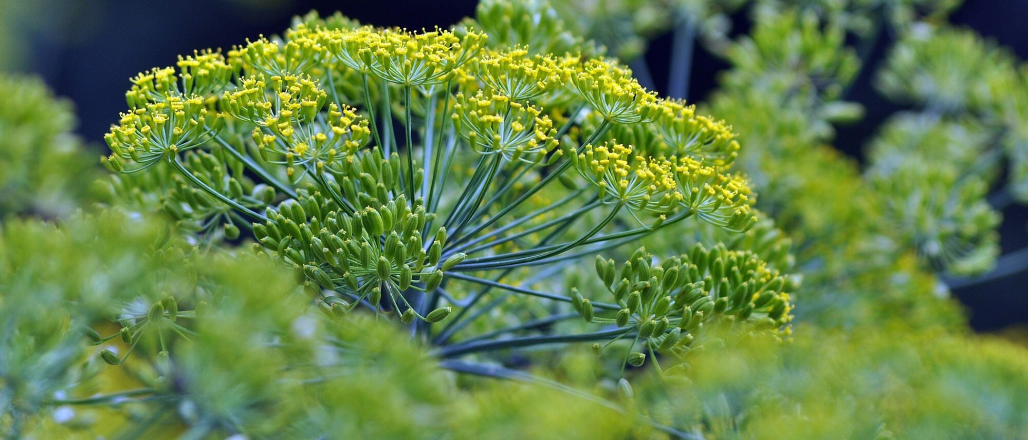 Grow delicious dill to make homemade pickles or add to other favorite dishes