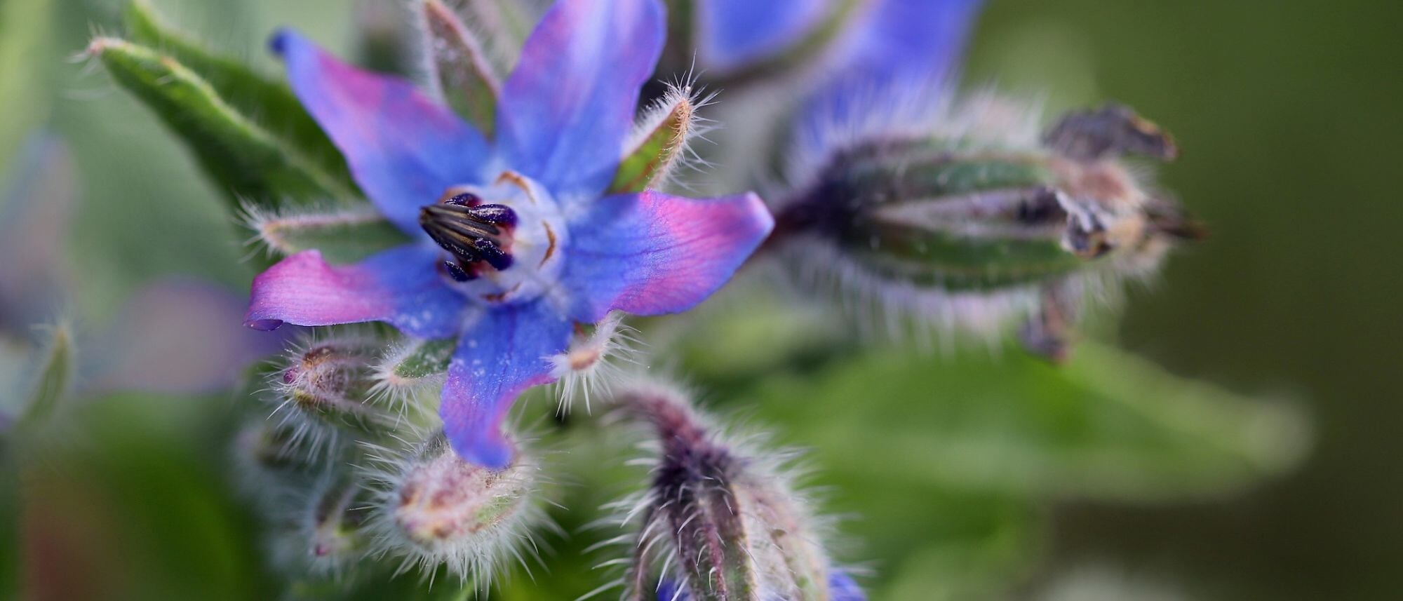 Grow borage at home to add to your baking or create home remedies