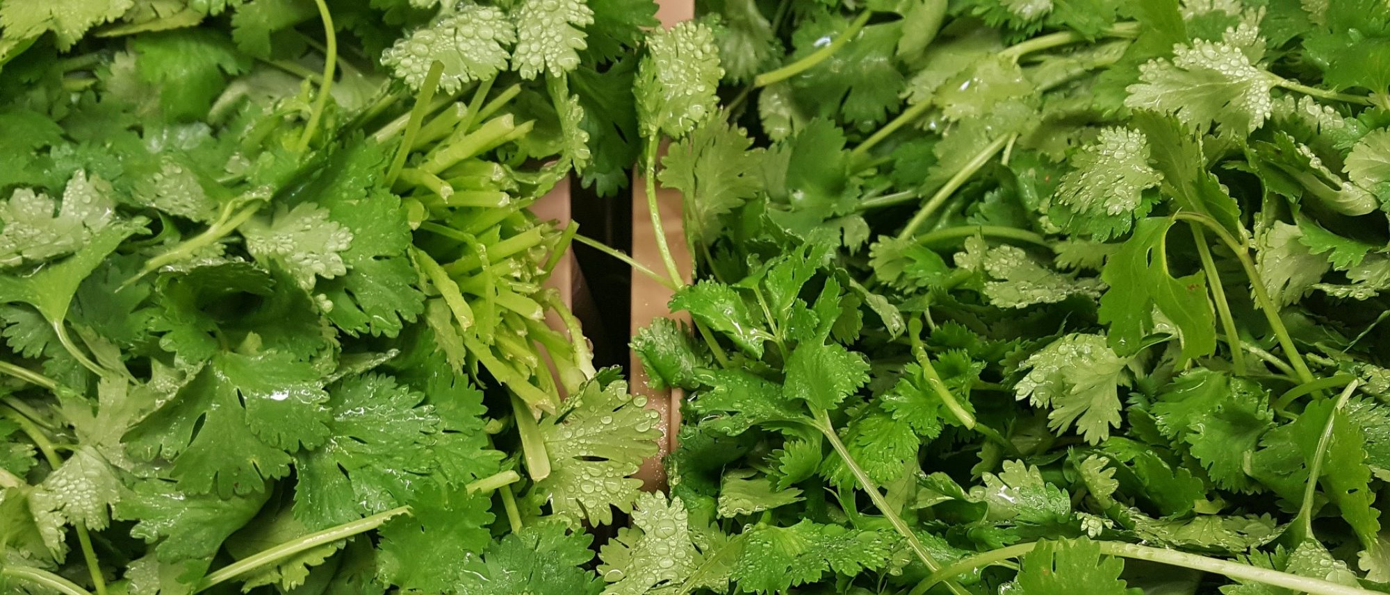 Grow zesty cilantro to use in the kitchen