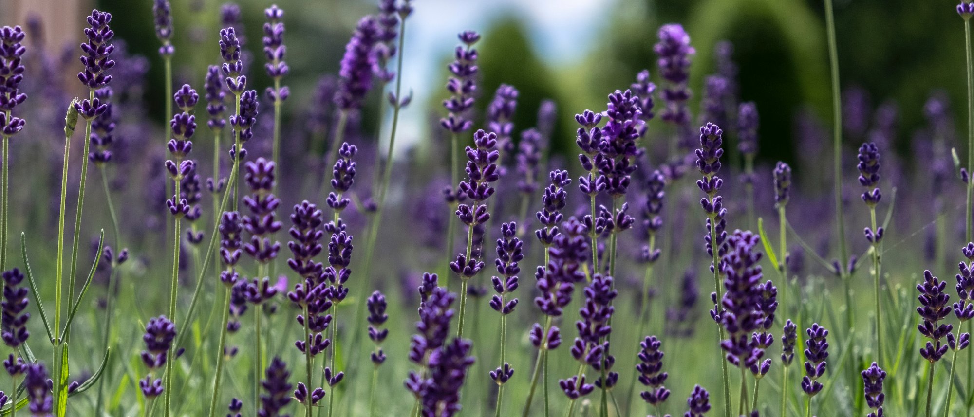 Grow lavender and it will come back each year