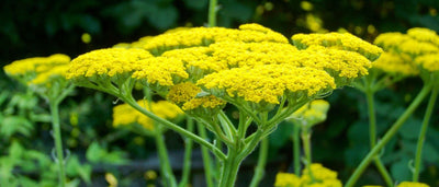 Grow perennial native wildflower golden yarrow in your home garden